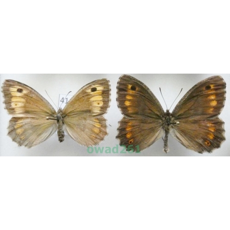 Arethusana arethusa (Denis & Schiffermüller, 1775) pair Czech41a